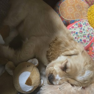 Fundraising Page: Laura Lafollette